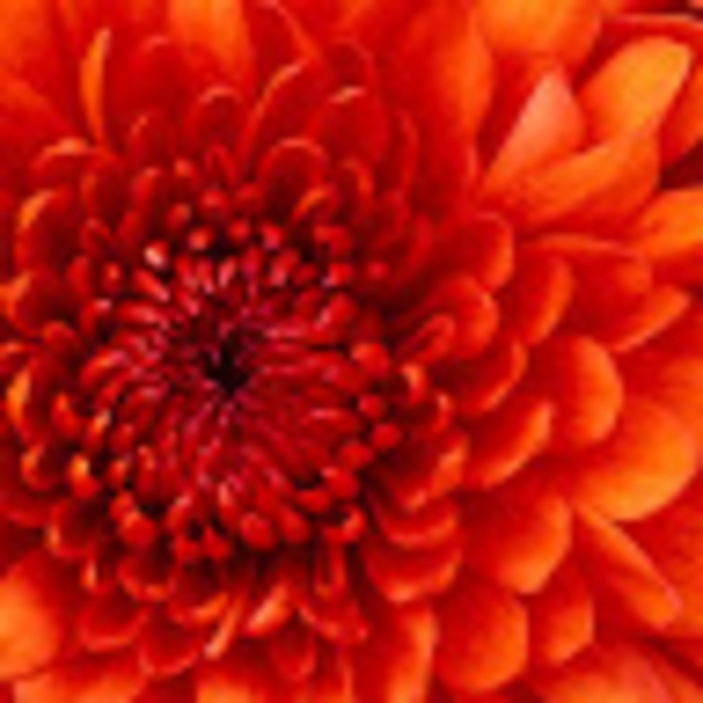 Meet your Posher, Jean